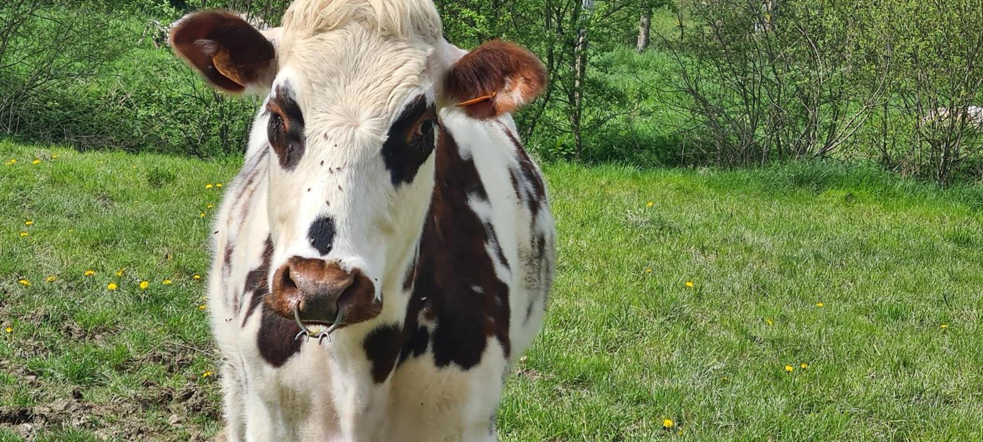 La Lande-de-Louge Roulotte A La Ferme Buissonniereヴィラ エクステリア 写真